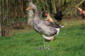 Influenza aviaire - De nouvelles mesures adoptées pour les régions Bretagne et Pays de la Loire